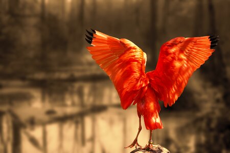 Scarlet ibis long beak bill