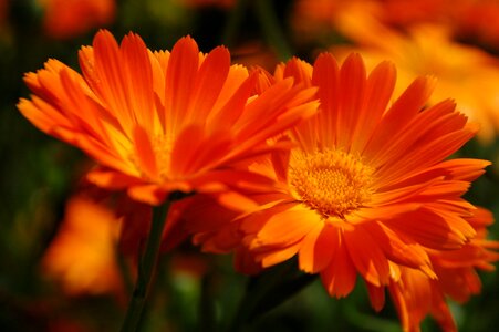 Summer flowering gerbera photo