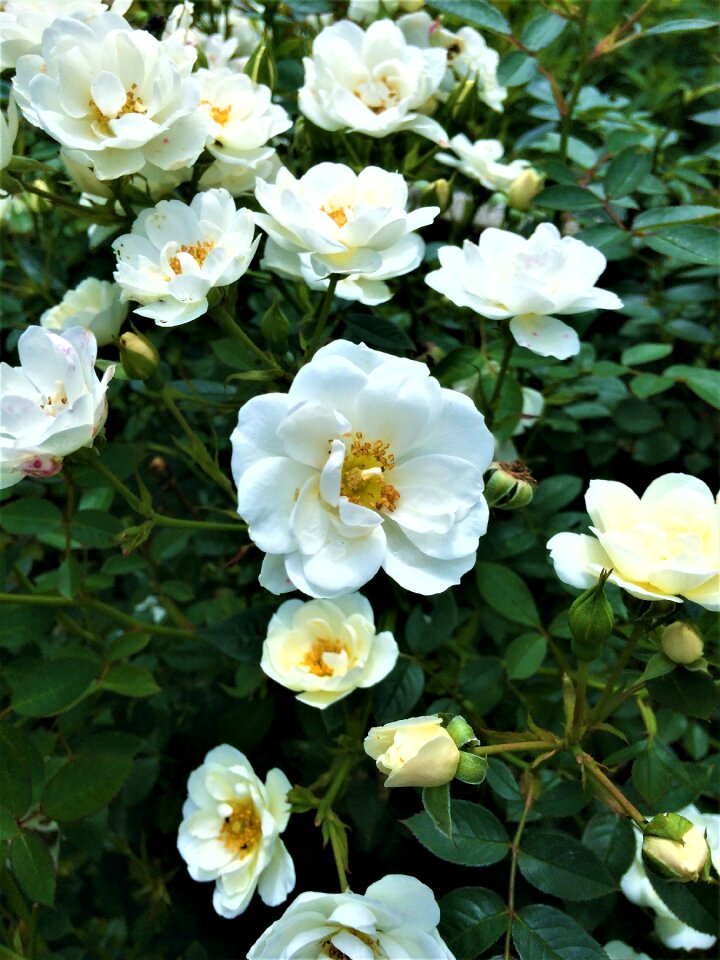 Flower plant garden