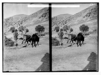 Characters and industries, etc. Threshing-board at Yammuneh LOC matpc.02209