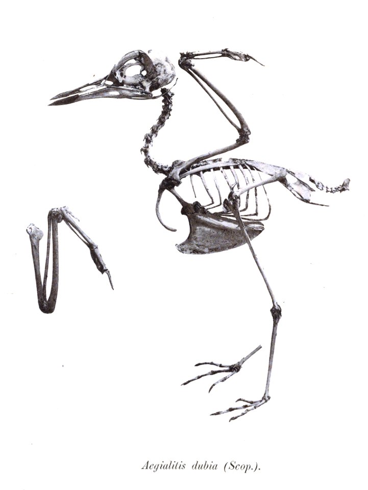Charadrius dubius 108