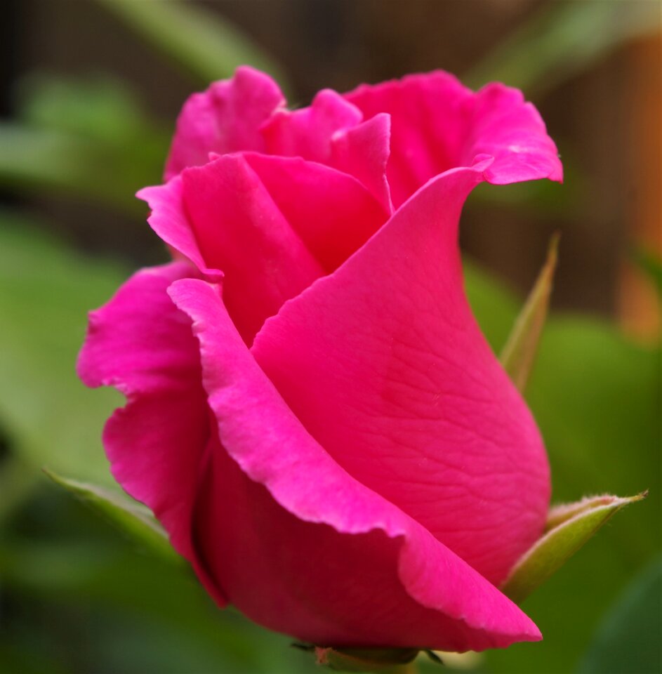 Rosa rose pink rose