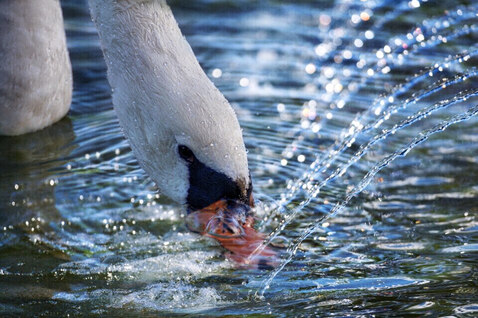 Water bird white swan white