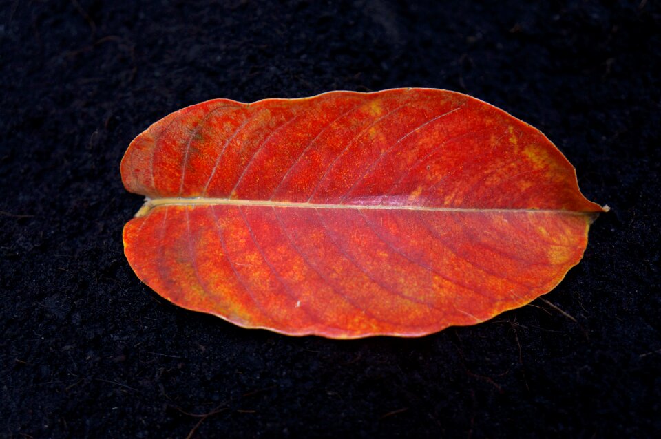 Leaves with lentils dry leaves orange red