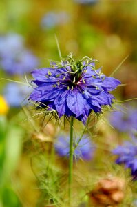 Summer juffertje in 't groen purple