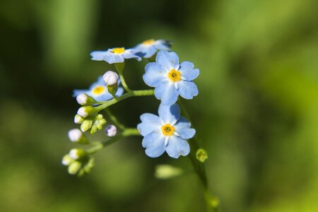 Forget blue the delicacy photo