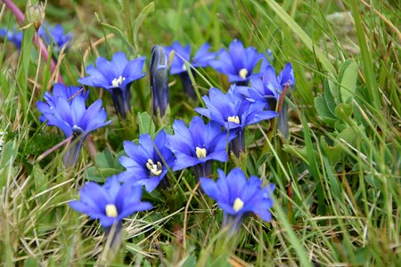 Spring flowers plant flowers