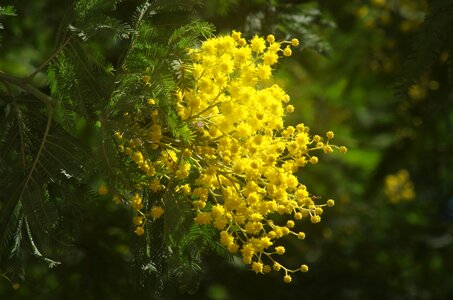 Spring bloom yellow flower