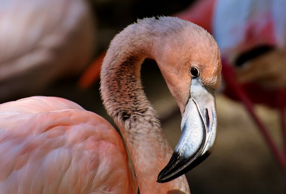 Bird colorful tierpark hellabrunn