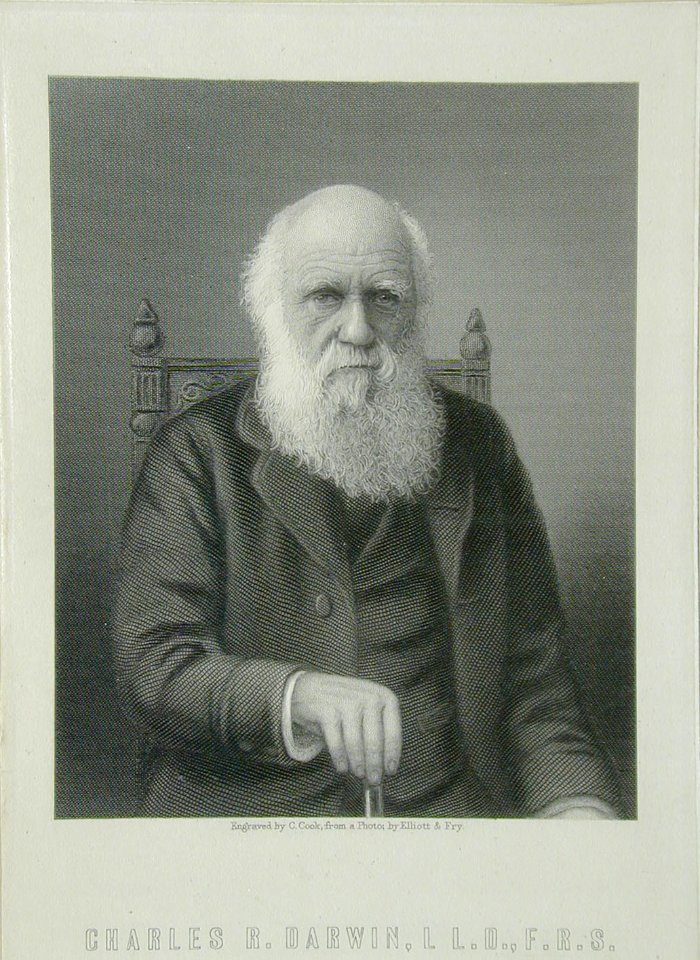 Charles Darwin engraving by C. Cook after Elliott & Fry, 1899