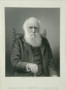 Charles Darwin engraving by C. Cook after Elliott & Fry, 1899