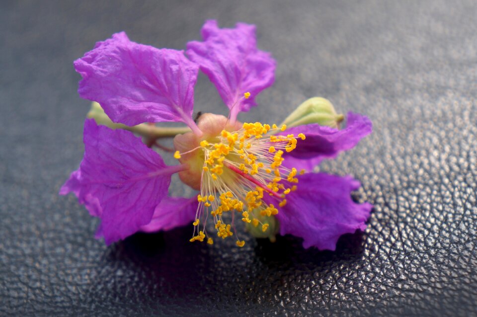 Purple flowers flowers landscape natural