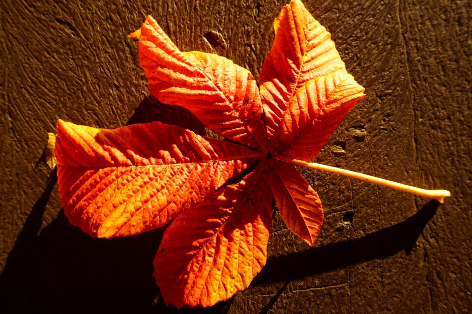 Bright autumn fall color
