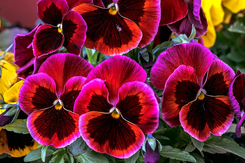 Summer plants plants macro