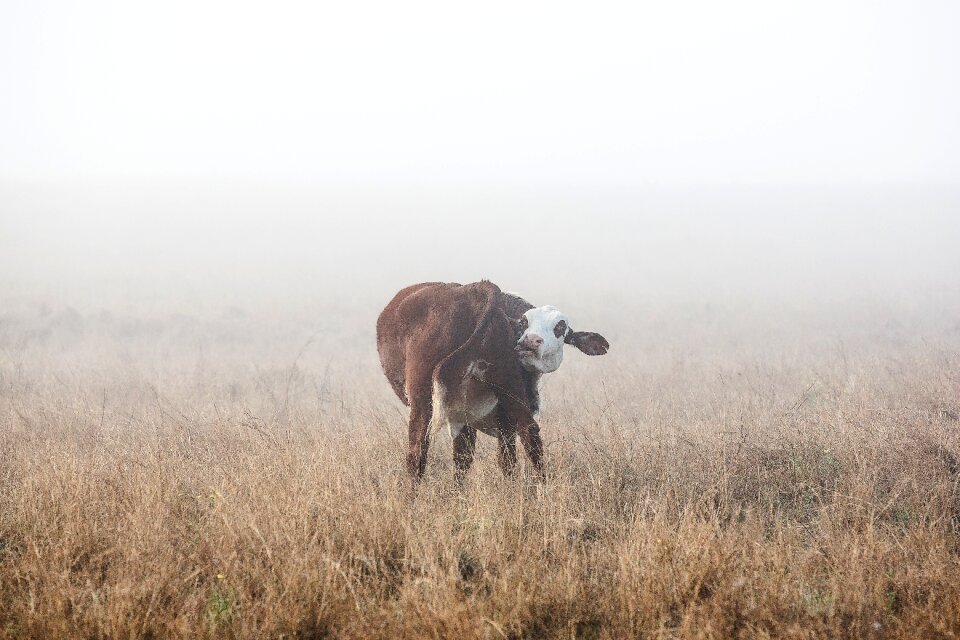 Cow animal cattle
