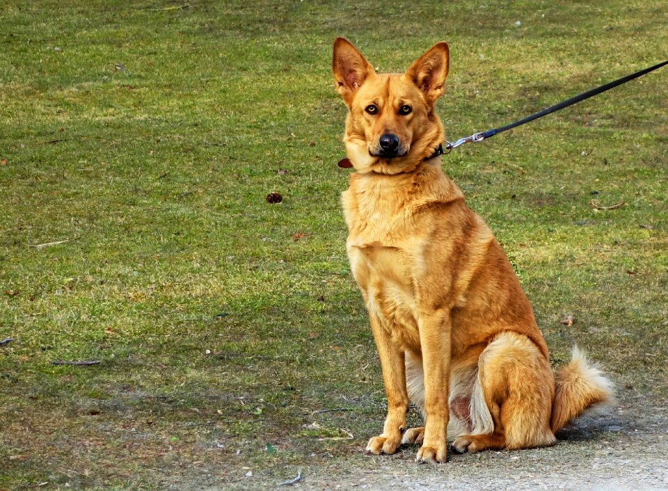 Canine pet domestic