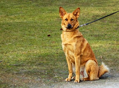 Canine pet domestic