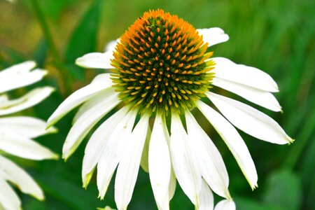 Daisies nature spring photo