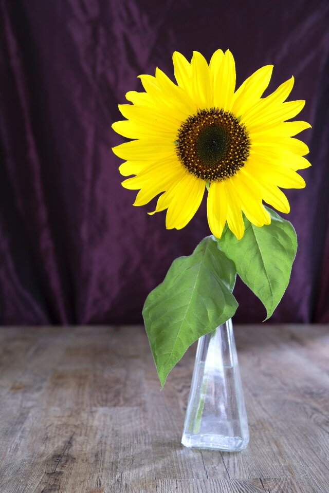 Sunflower plant nature