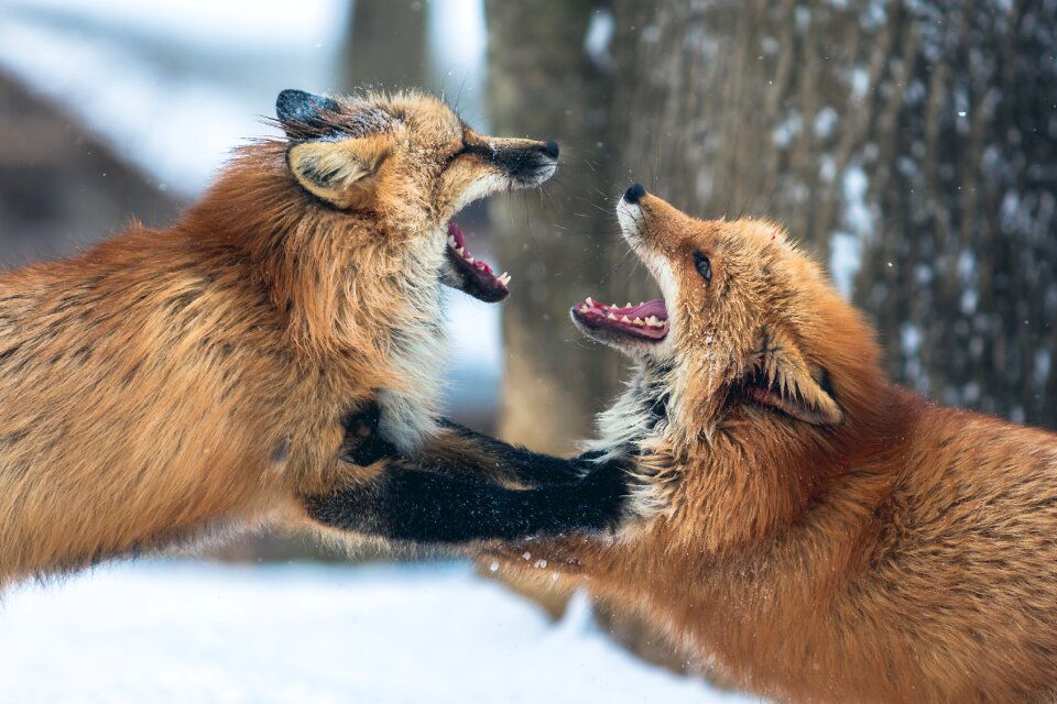 Wildlife snow winter