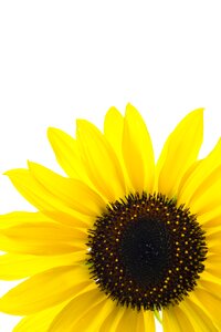 Sunflower plant nature