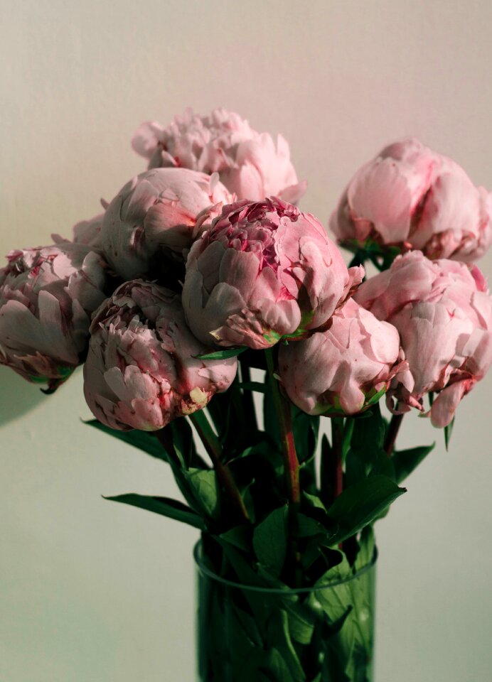 Flower petal nature