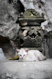 Cat kitten statue photo