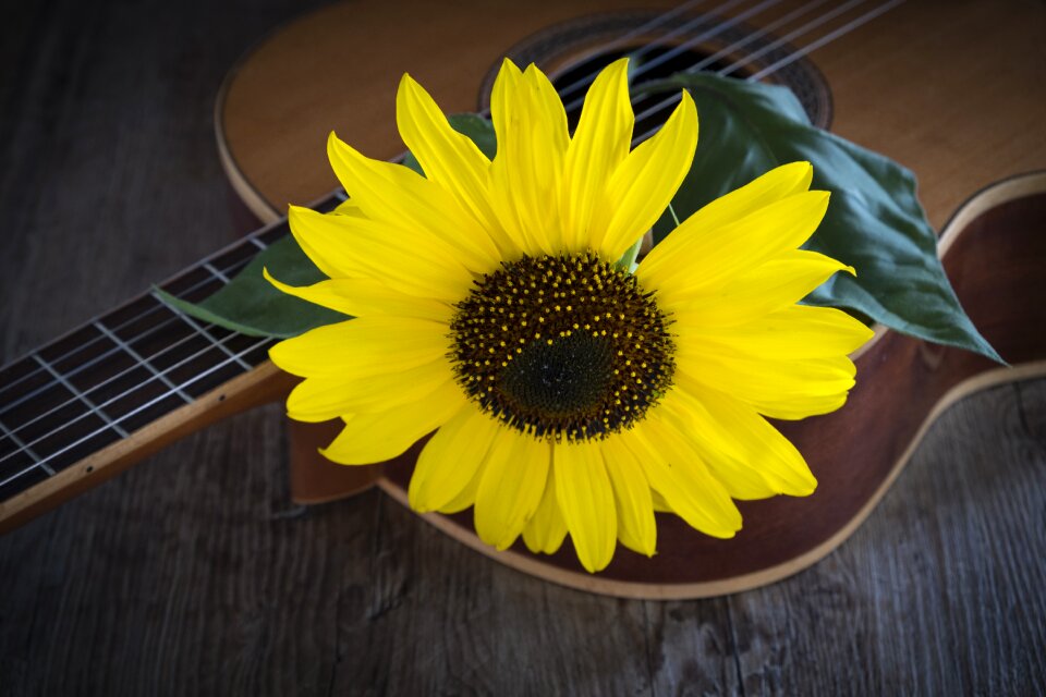 Sunflower plant nature