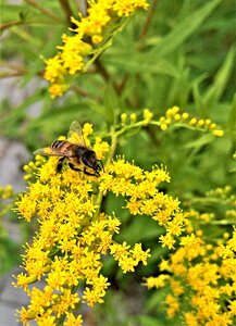 Composites medicinal plant honey bee