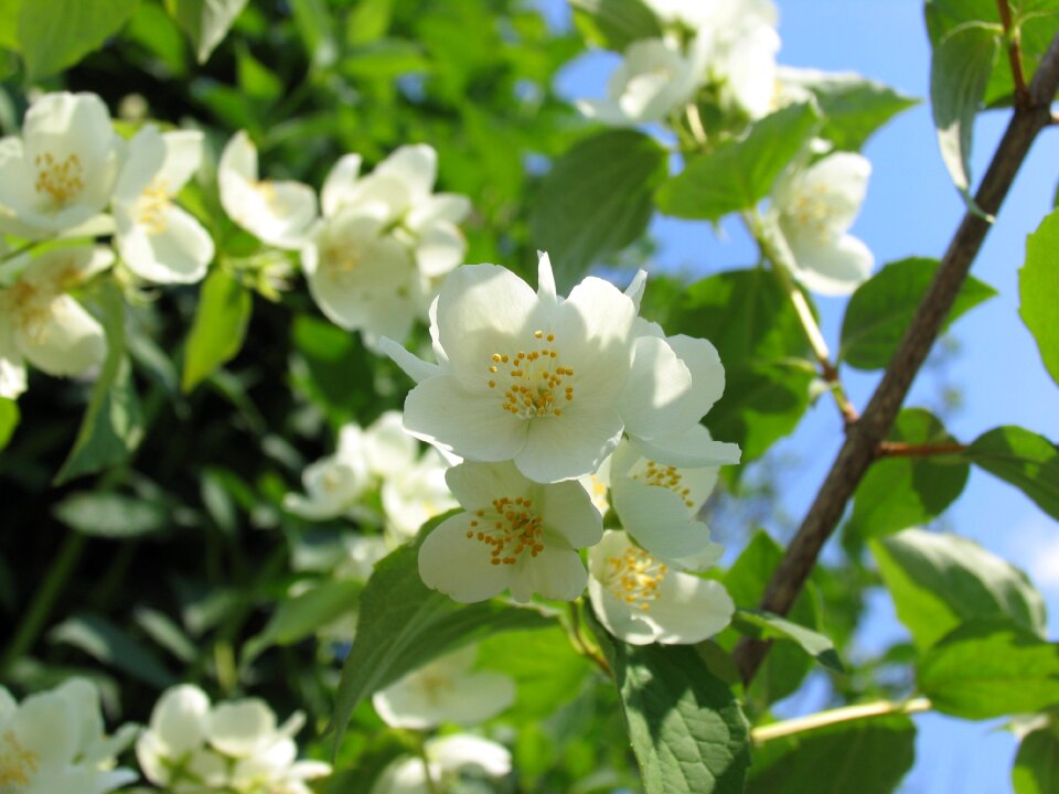Jasmine beautiful flower closeup