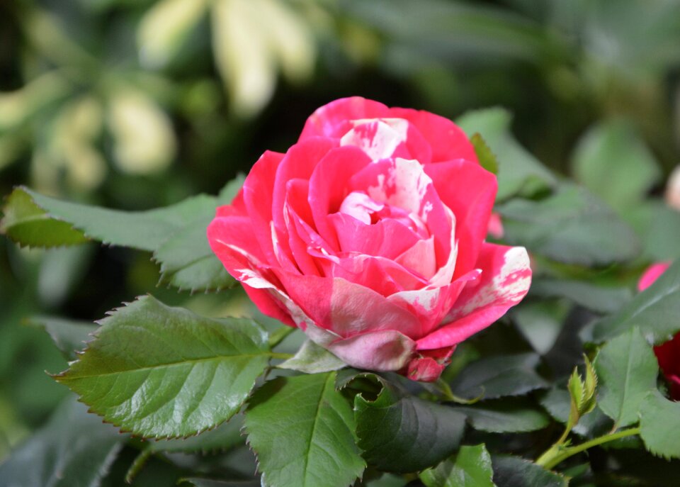 Pink white pink flowering