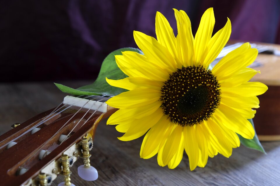 Sunflower plant nature