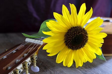 Sunflower plant nature
