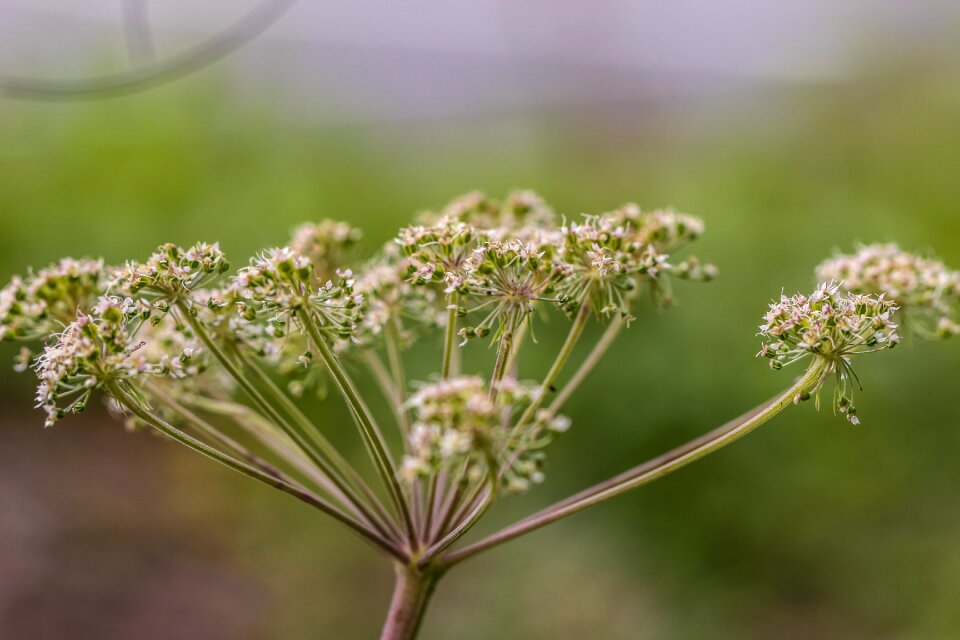 Wildflower nature green