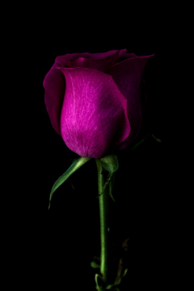 Stem violet petal