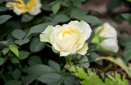 Nature flowering petals