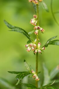 Wildflower nature green
