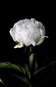 Plant white petal