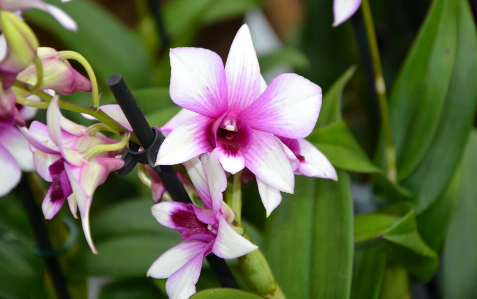 Garden flowering violet