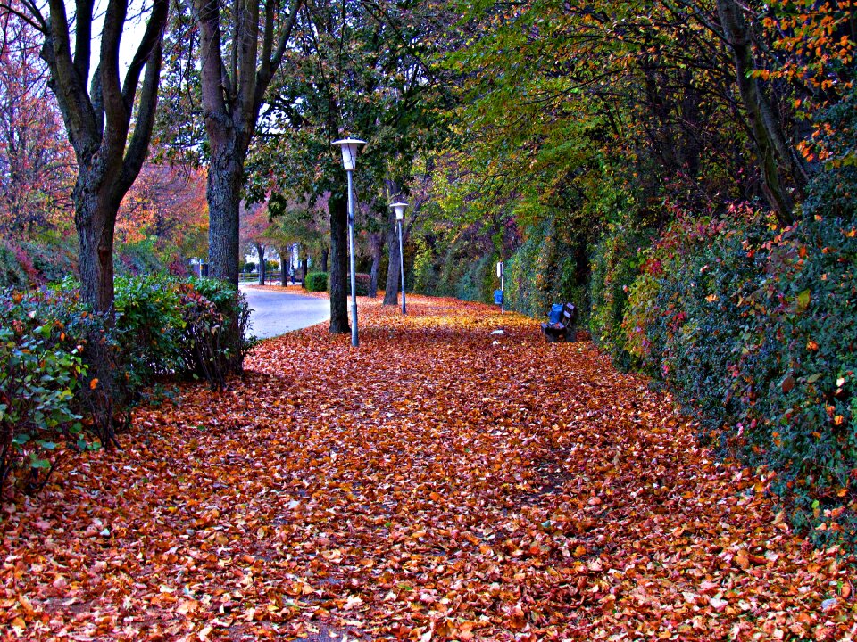 Way street autumn gold