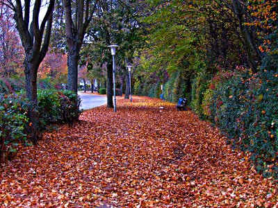 Way street autumn gold