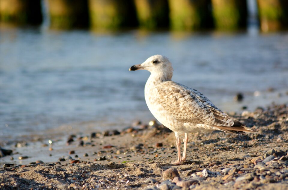 Waters animal seagull