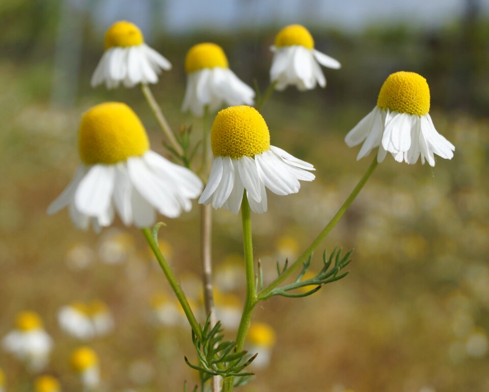Field flower small flower medicinal plant