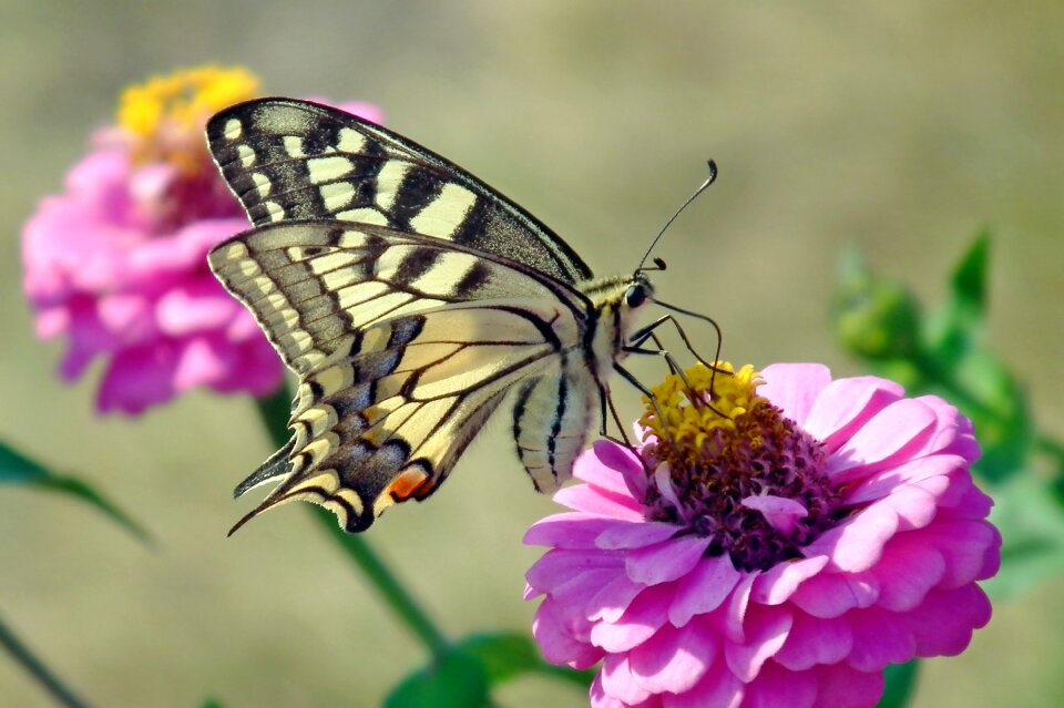 Insect flower zinnia