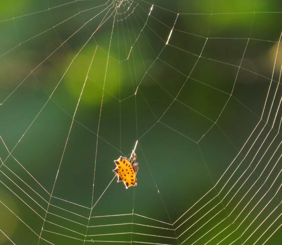 Arachnid insect colombia