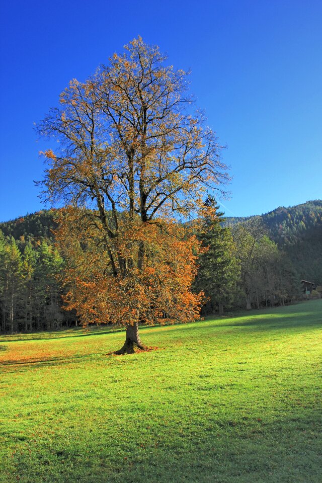 Wood season autumn