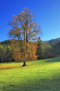 Wood season autumn photo