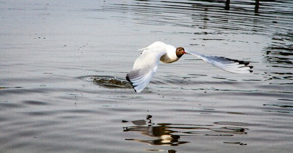 Hettemåke seagull seabirds