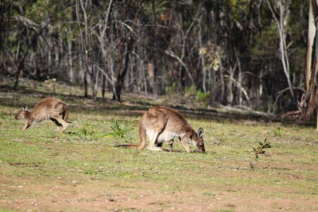 Kangaroo joey rural photo