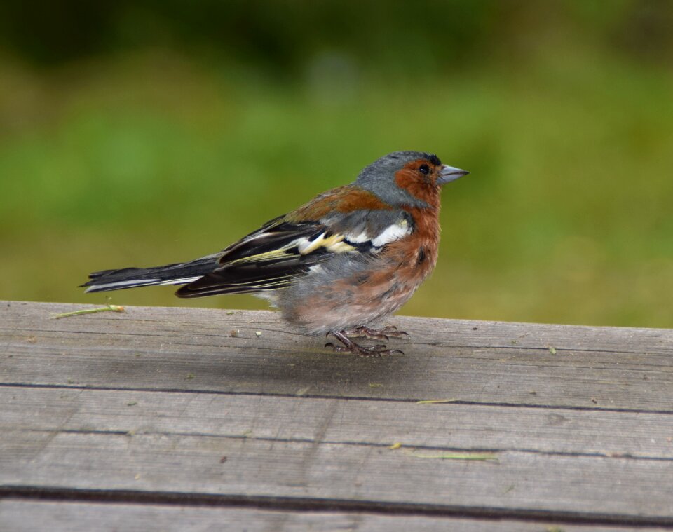 Songbird animal wild